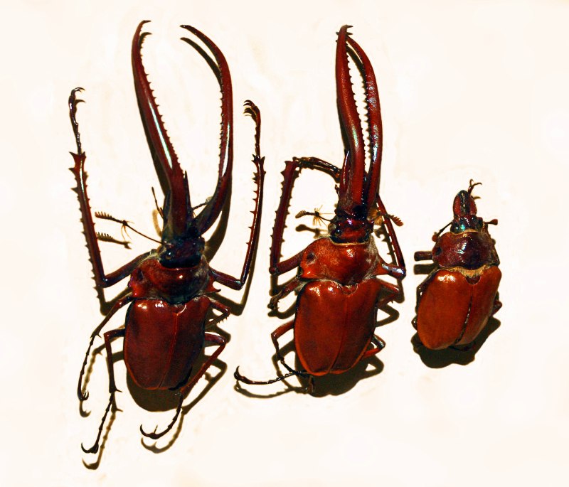 Chiasognathus grantii