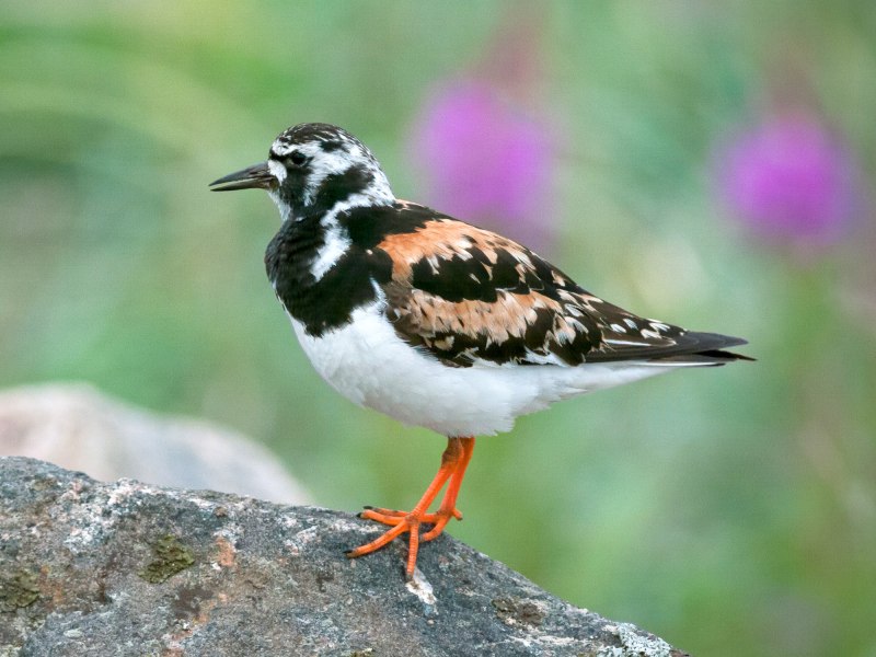 Ruddy Turnstone