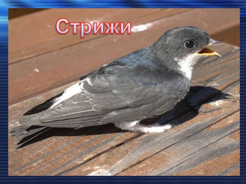 Иглохвостый Стриж птица