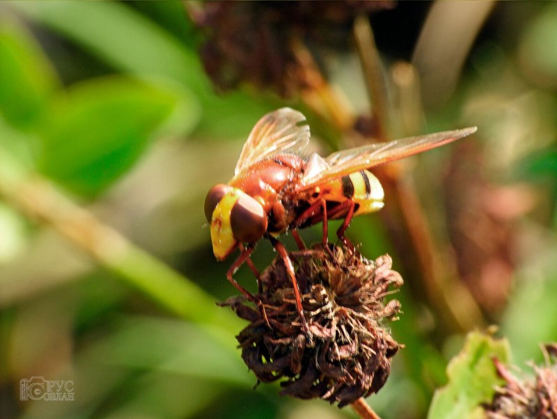 Муха Volucella Zonaria