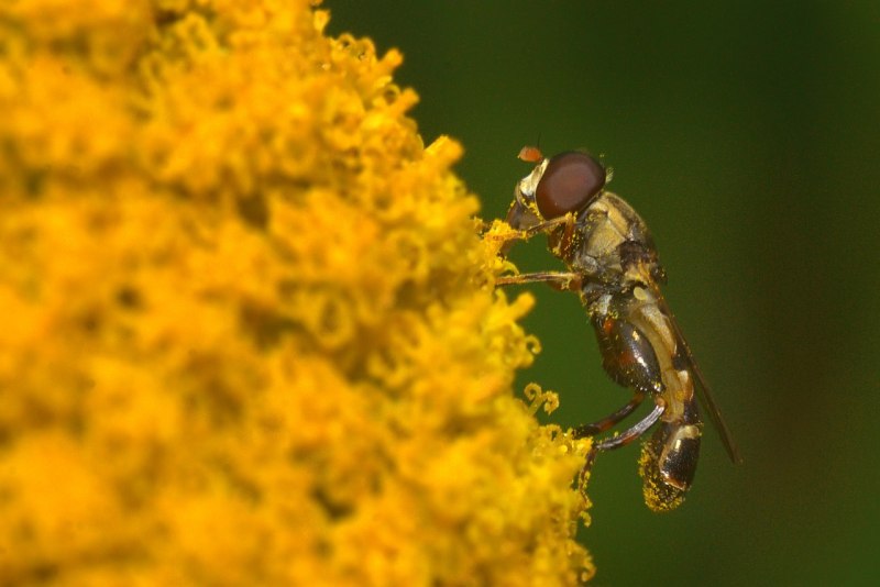 Helophilus affinis