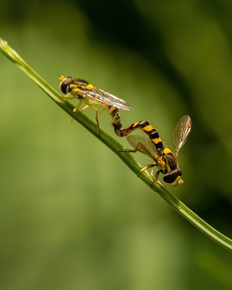 Hoverflies