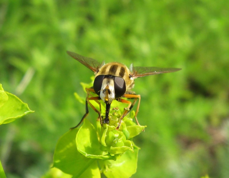 Helophilus trivittatus