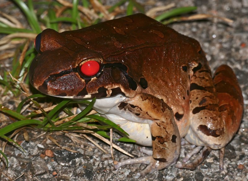 Leptodactylus knudseni