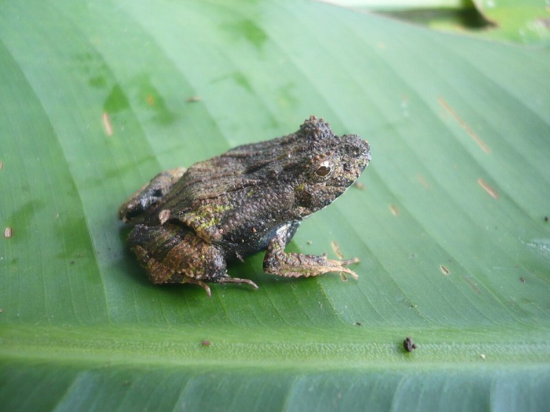 Edalorhina perezi