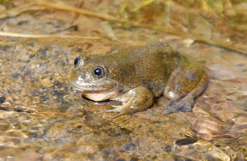 Telmatobius marmoratus