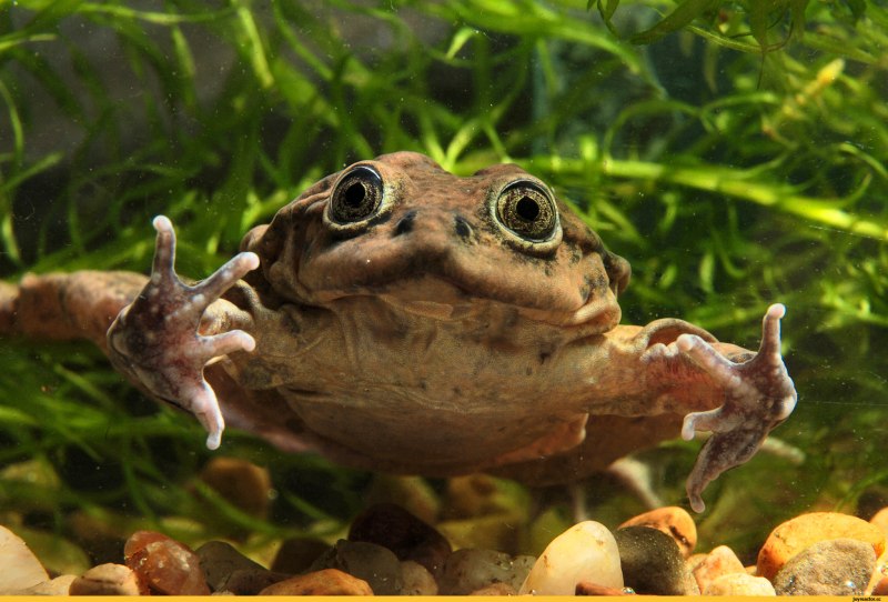 Telmatobius culeus