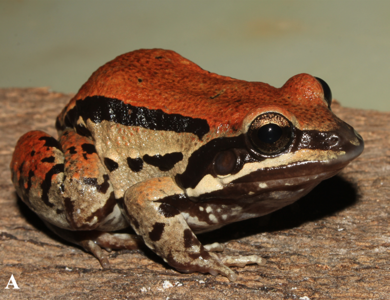 Свистуны (Leptodactylidae)