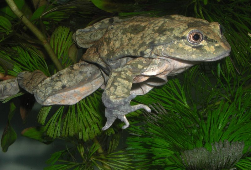 Telmatobius culeus
