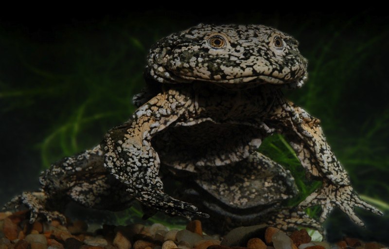 Telmatobius culeus
