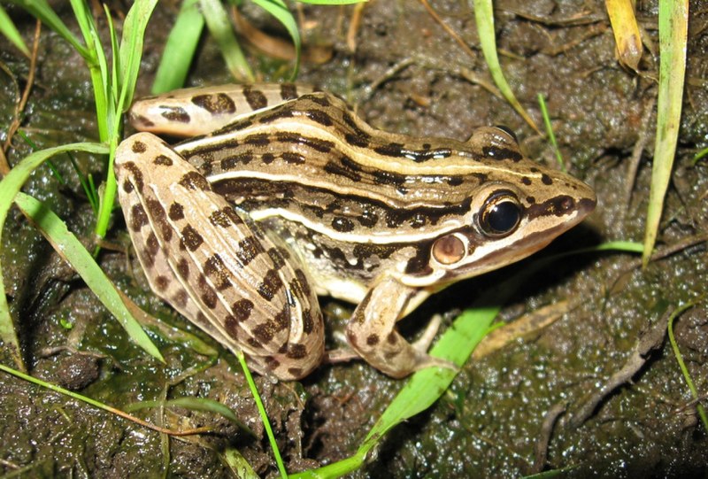 Leptodactylus albilabris