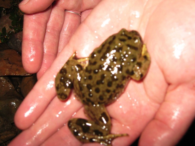 Telmatobius marmoratus