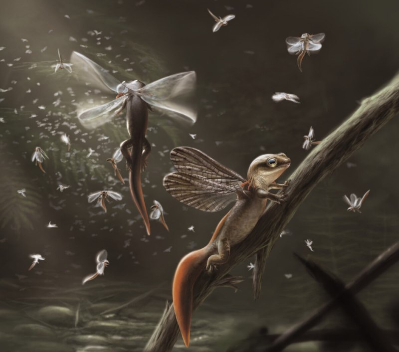 Amphibian story