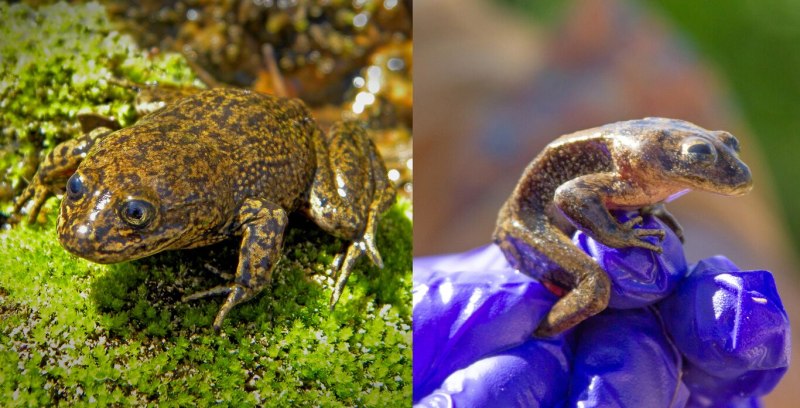 Telmatobius Dankoi