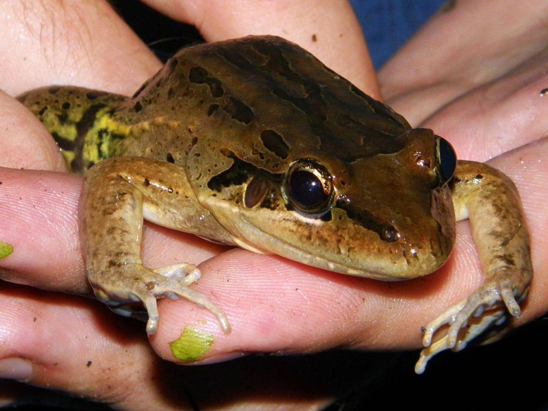 Leptodactylus knudseni