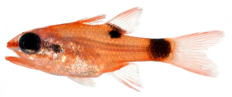 Apogon maculatus