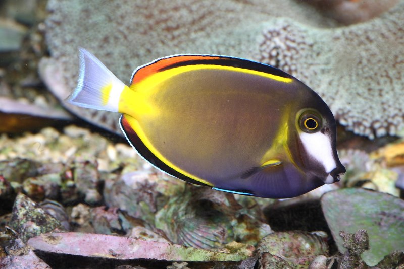 Acanthurus japonicus