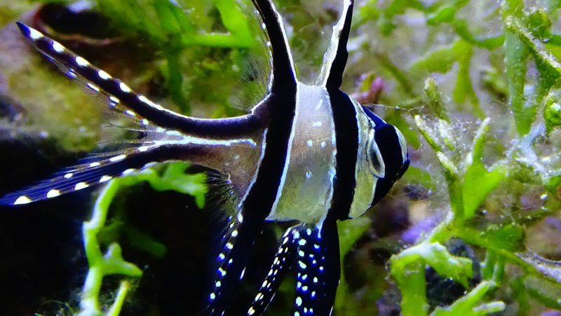 Апогон Каудерна тюлевый, m /Pterapogon kauderni