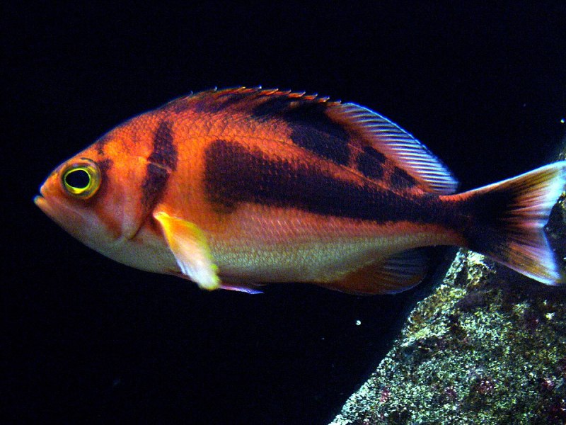 Красноглазковые вид Erythrocles schlegelii