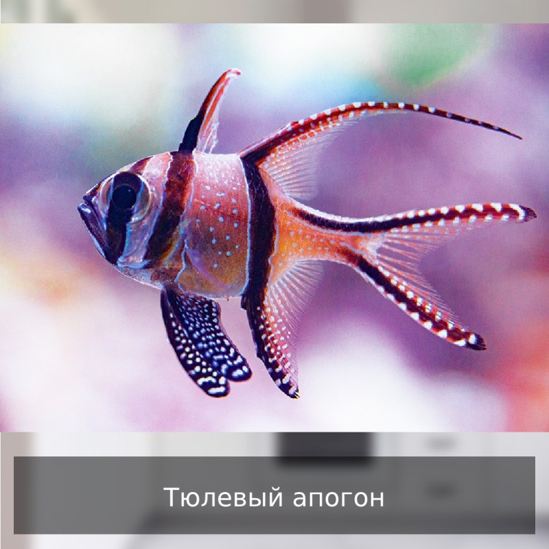 Тюлевый Кардинал
