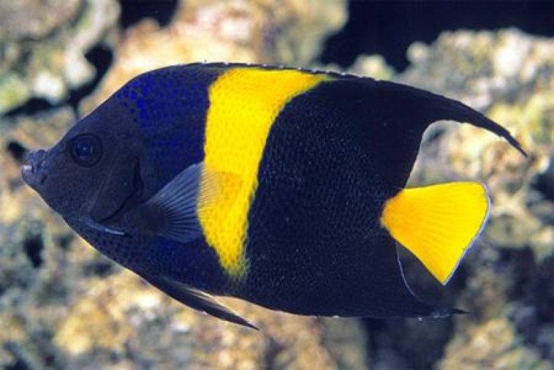 Pomacanthus Asfur