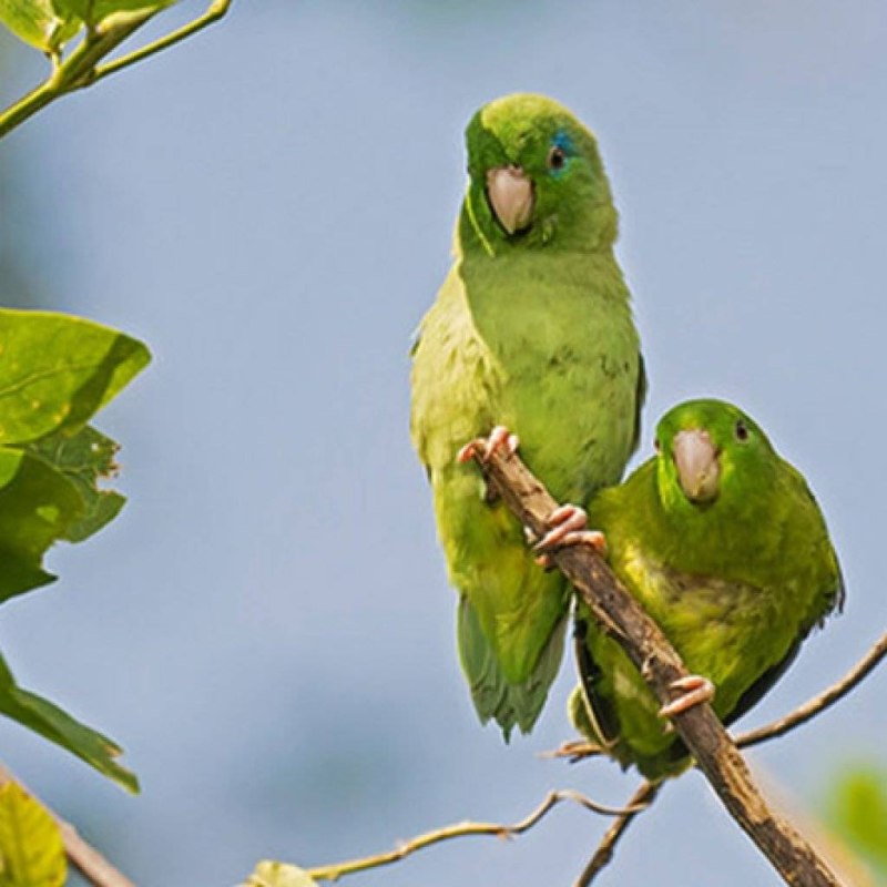 Forpus conspicillatus