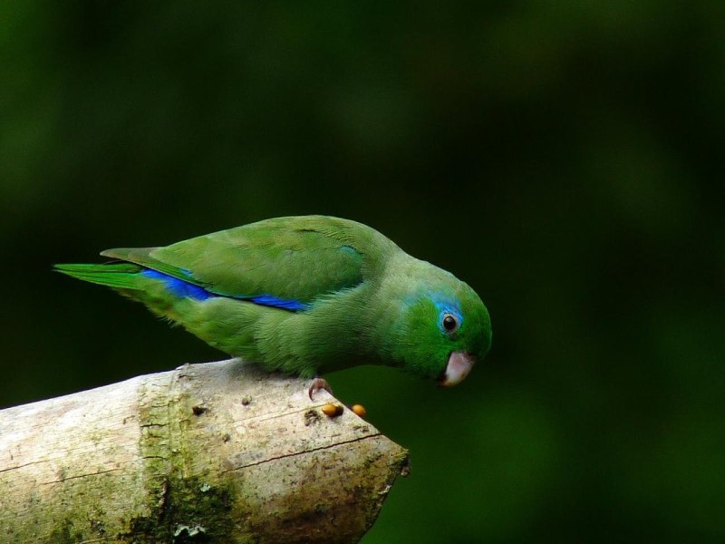 Forpus conspicillatus
