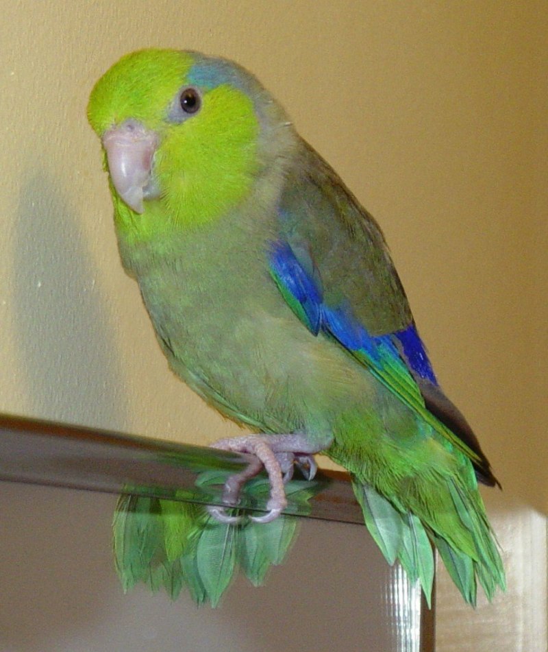 Forpus Coelestis