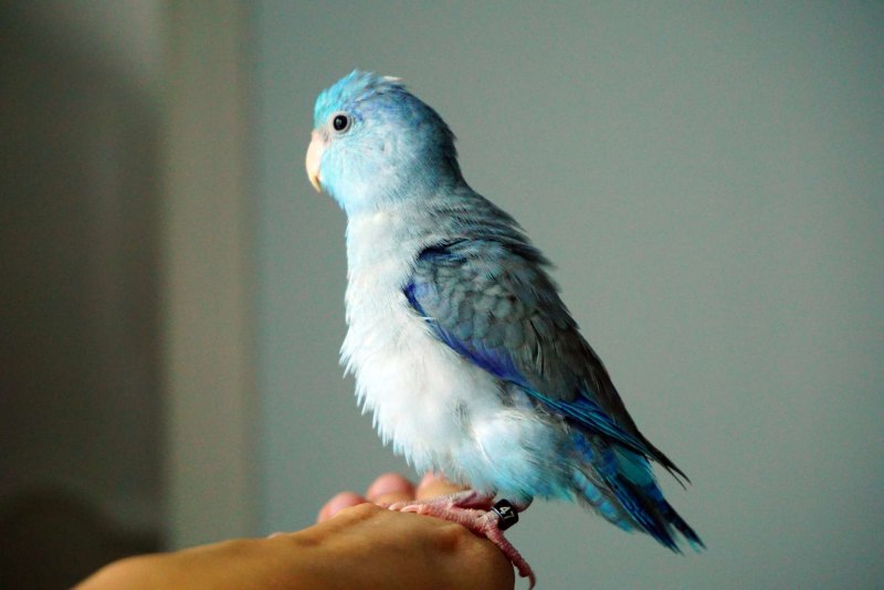 Parrotlet Pacific Blue