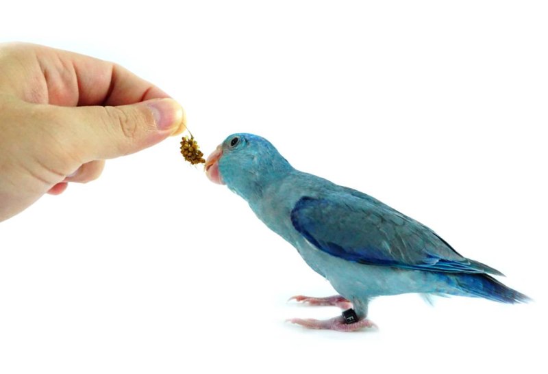 Celestial Parrotlet