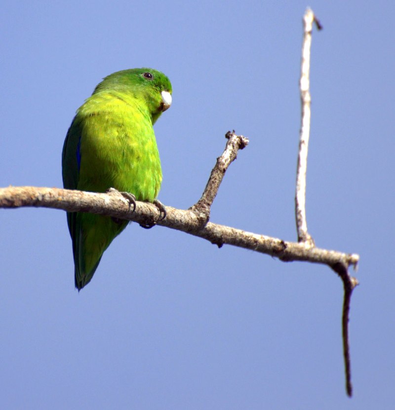 Forpus xanthopterygius