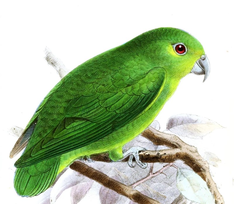 Nannopsittaca panychlora