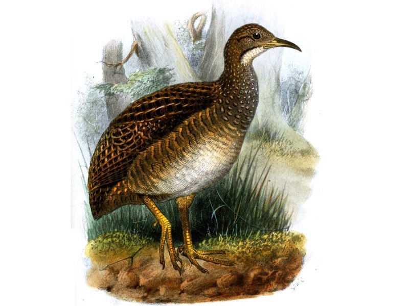 Nothura chacoensis