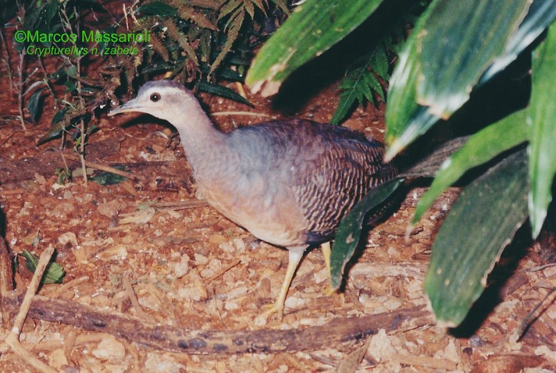 Красногорлый скрытохвост (Crypturellus strigulosus)