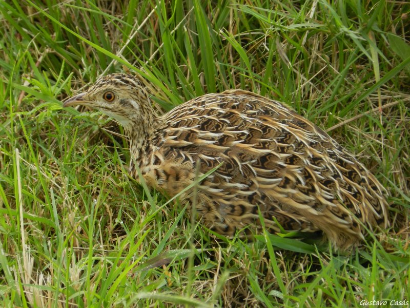 Nothura chacoensis