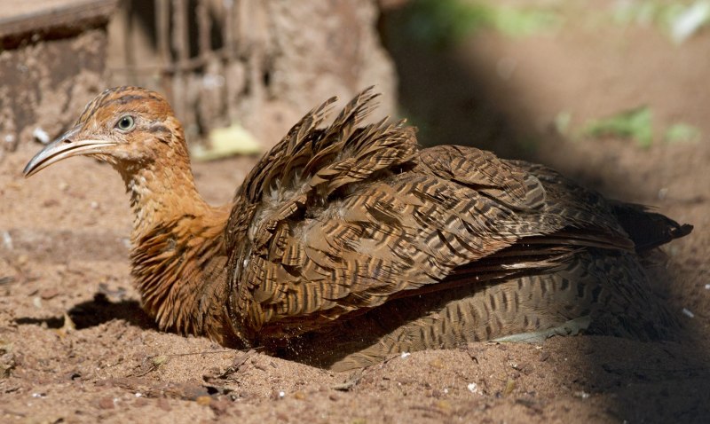 Тинаму краснокрылый Rhynchotus rufescens