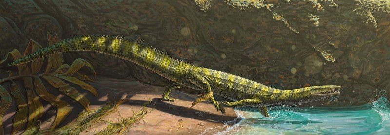 Eorhynchochelys sinensis