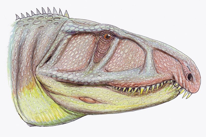 Uralosaurus Magnus
