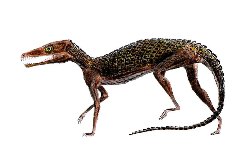 Pedeticosaurus leviseuri
