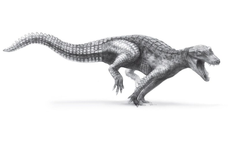 Araripesuchus wegeneri
