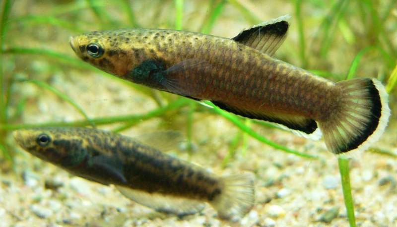 Бетта альбимаргината Betta