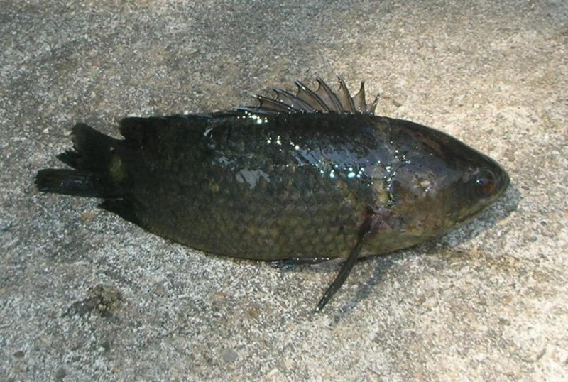 Discocyrtis testudineus