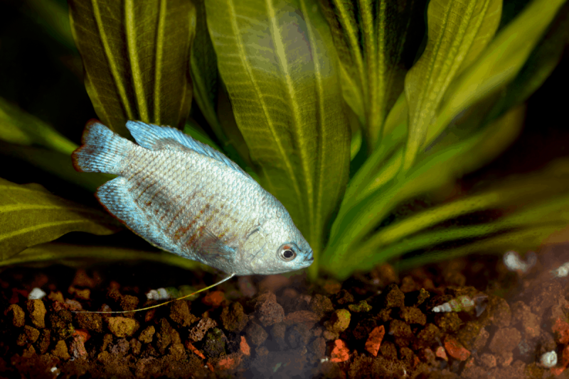 Powder Blue Dwarf Gourami