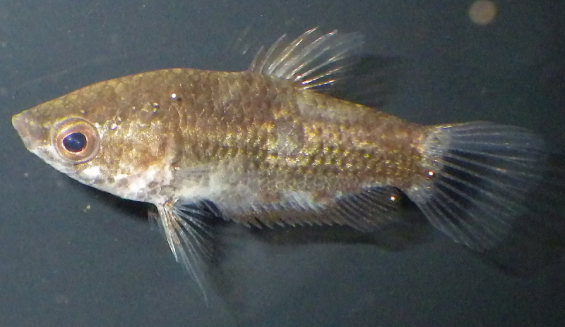 Parasphaerichthys ocellatus