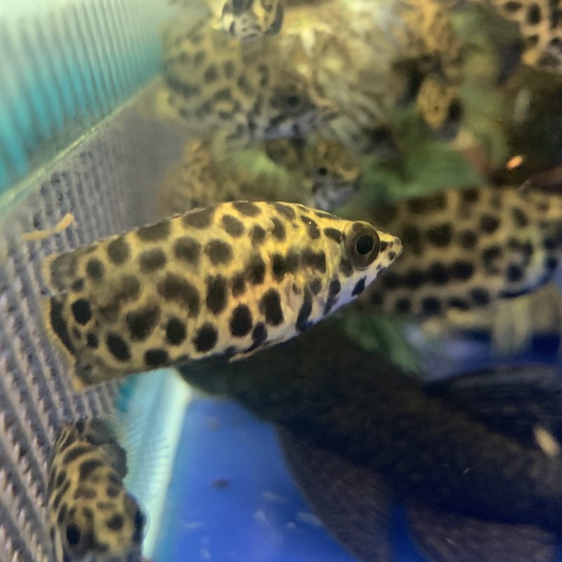 Ктенопома леопардовая (Ctenopoma acutirostre)
