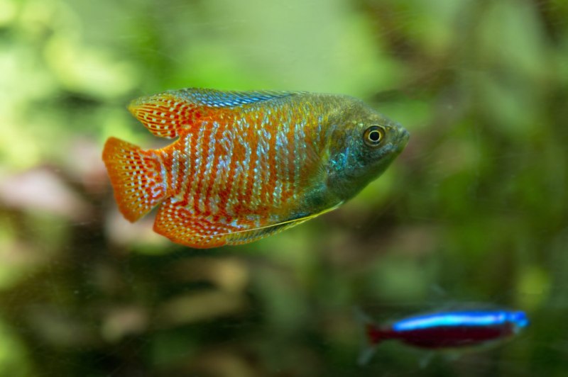 Beautiful Types of Gourami