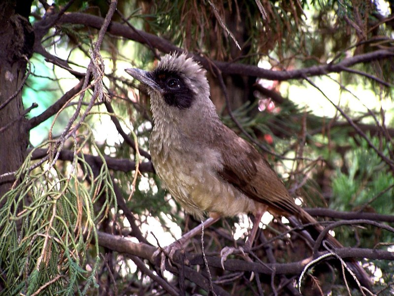 Garrulax belangeri