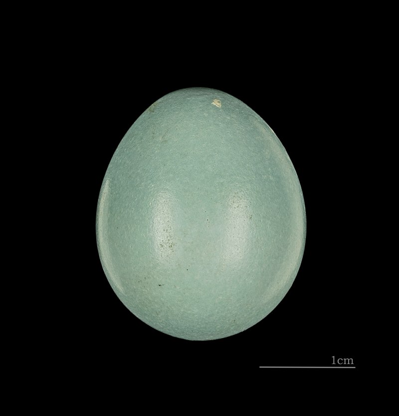 Babax chovogʻon