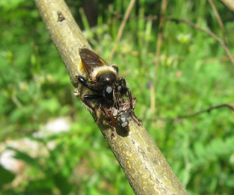Ляфрия рыжая Laphria Flava