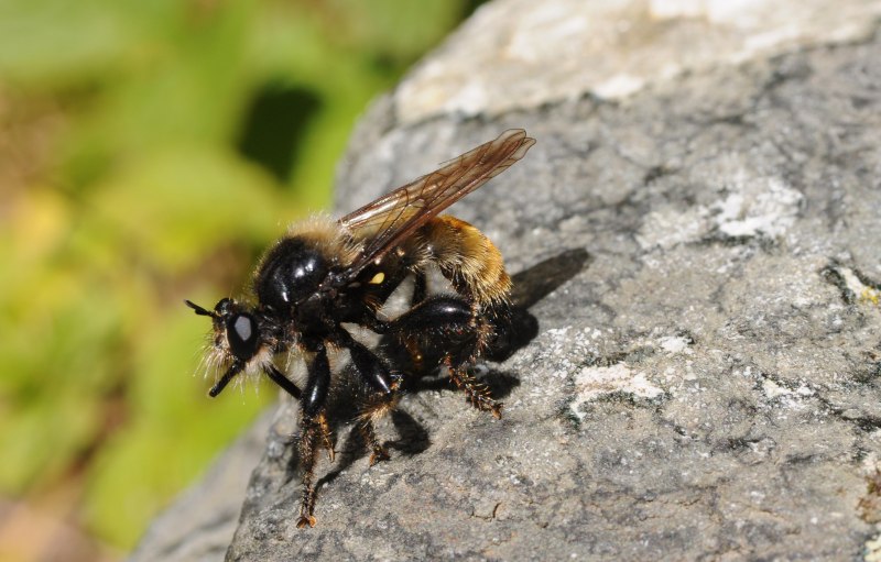 Ктырь горбатый Laphria gibbosa